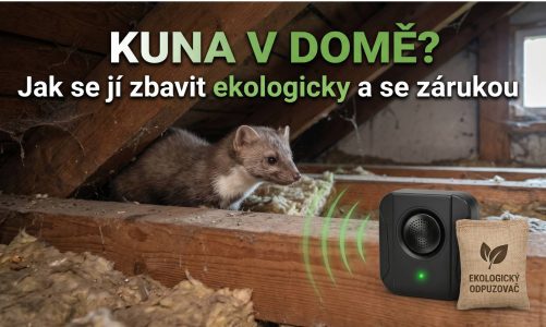 kuna v dome
