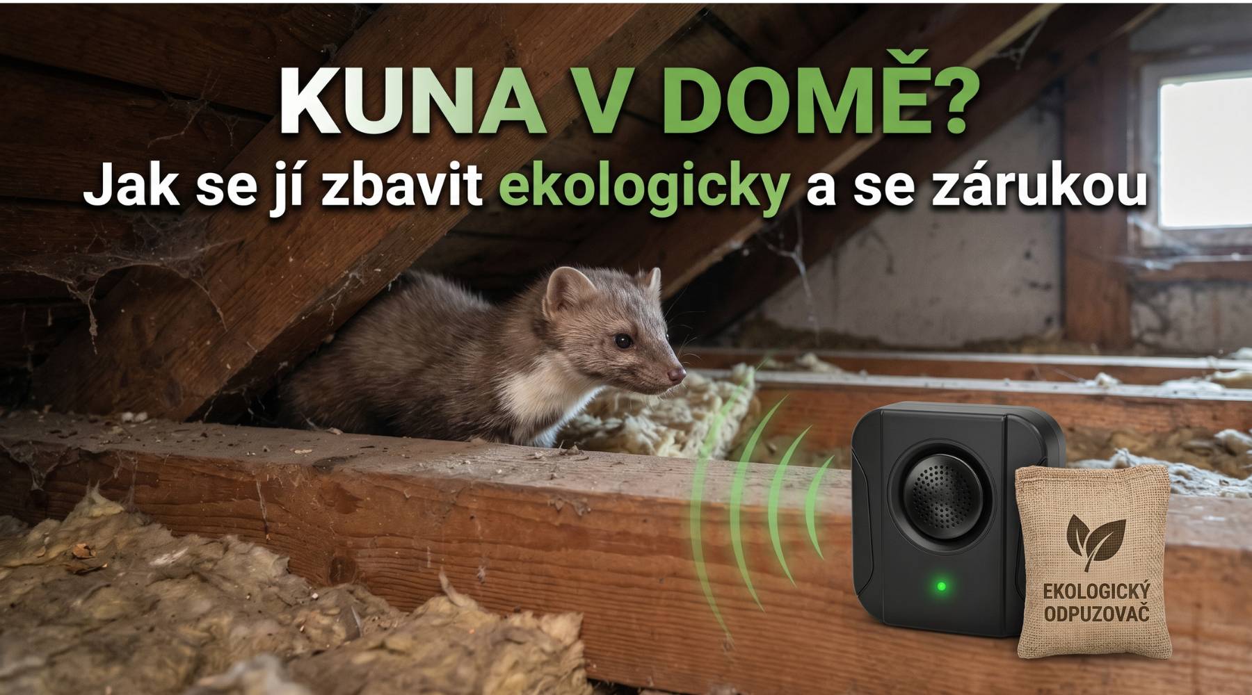 Kuna v domě? Jak se jí zbavit ekologicky a se zárukou